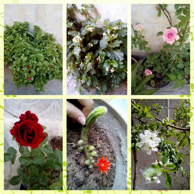 Life and satisfaction لذت از زندگی