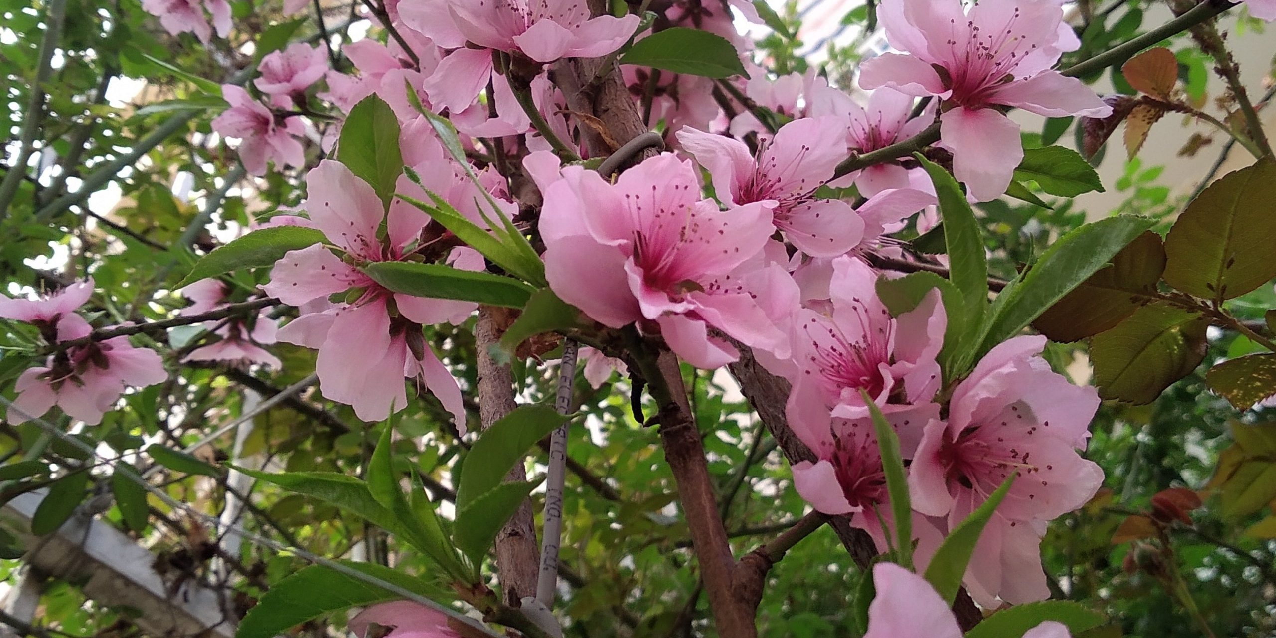 زندگی سرشار از طراوت زندگی سرشار از طراوت