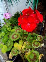 طبیعت طبیعت